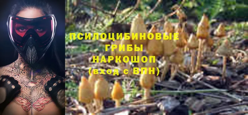 дарнет шоп  Улан-Удэ  Псилоцибиновые грибы MAGIC MUSHROOMS 