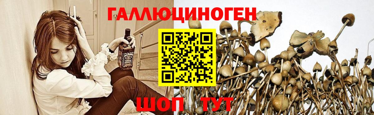 Псилоцибиновые грибы мицелий Улан-Удэ